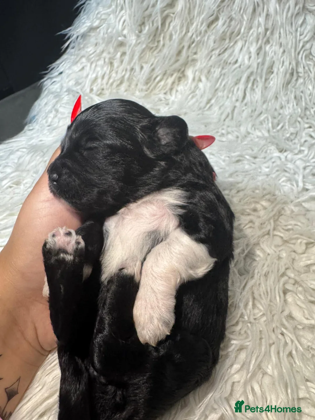 Shihpoo dogs for sale: 9 beautiful shihpoo puppies 🐶  - Advert 9