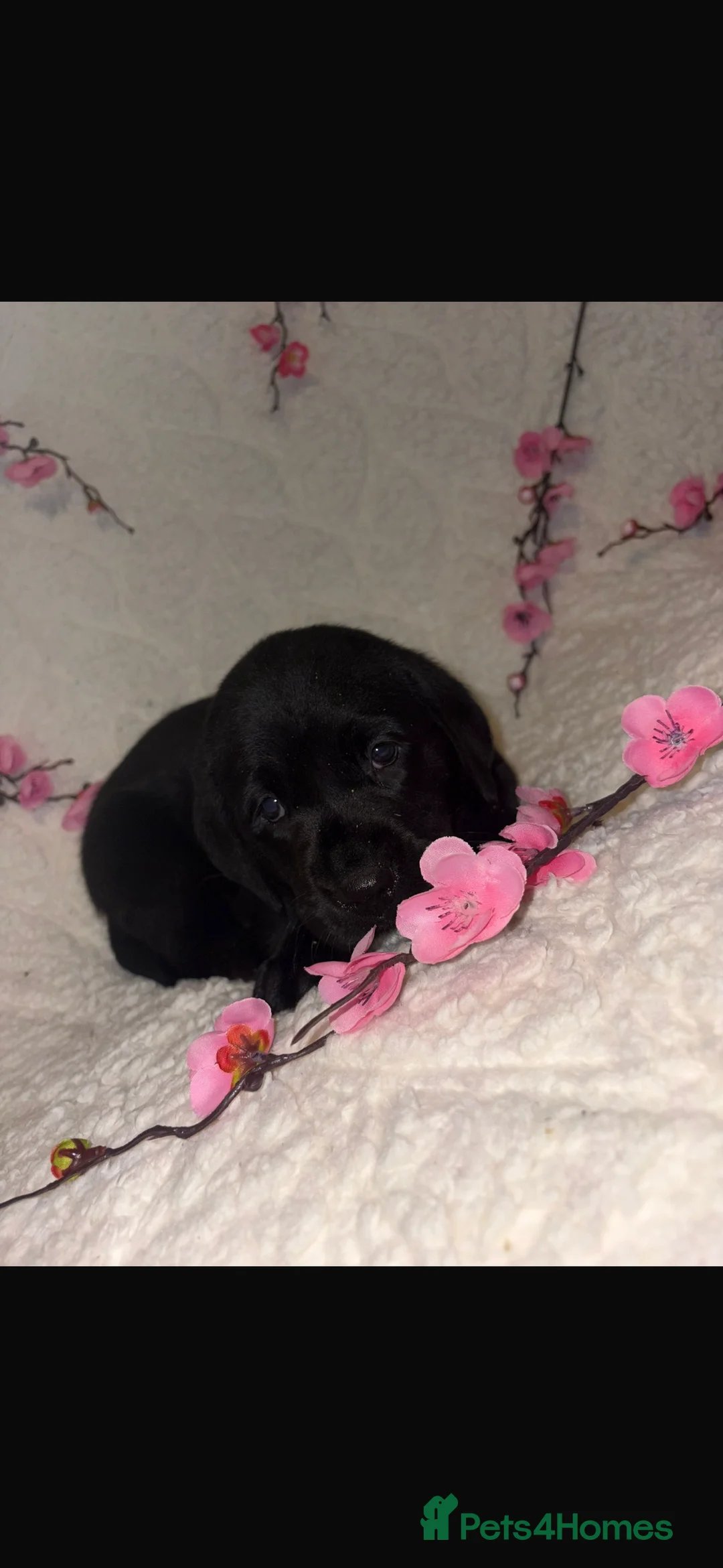 Labrador Retriever dogs for sale: Beautiful Labrador puppy’s  - Advert 7