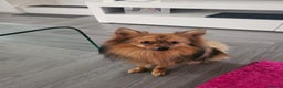 Pomeranian dogs for sale: Prince - Advert 3