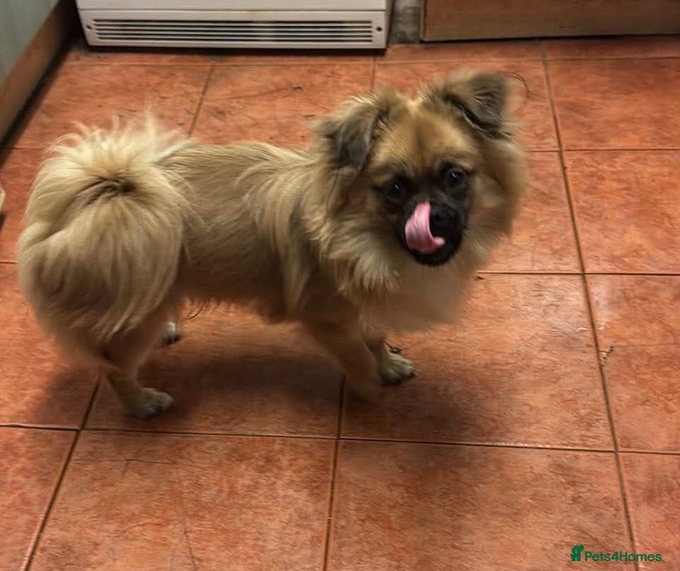 Mixed Breed dogs Happy 10-month-old Pomeranian Cross Pug boy - Advert 9