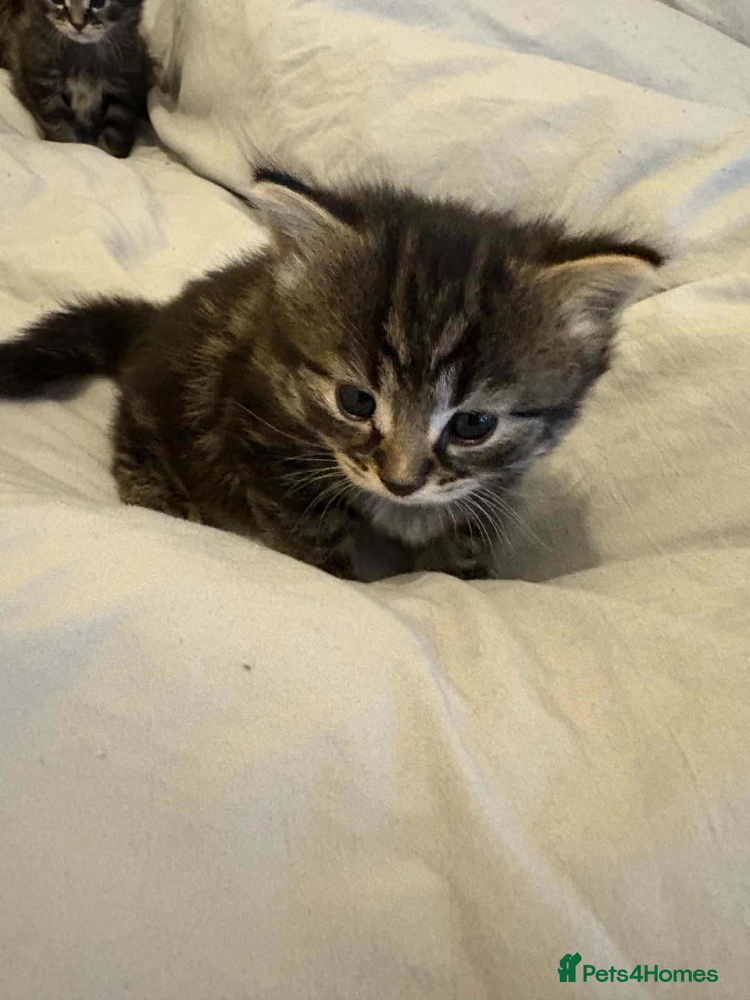 Scottish Fold cats for sale: 🐱💗💝 Ready to go on the 14th of February 💝 💗🐱 - Advert 33