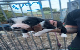 Border Collie dogs for sale: Working Border Collies - Image 8