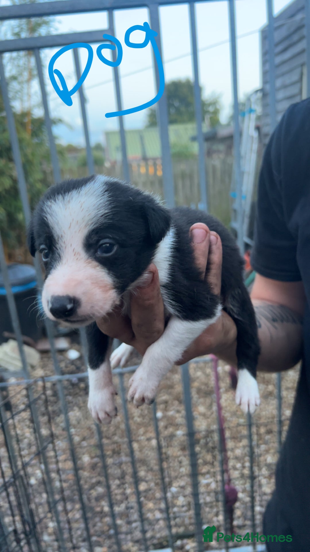 Border Collie dogs for sale: Working Border Collies - Image 8