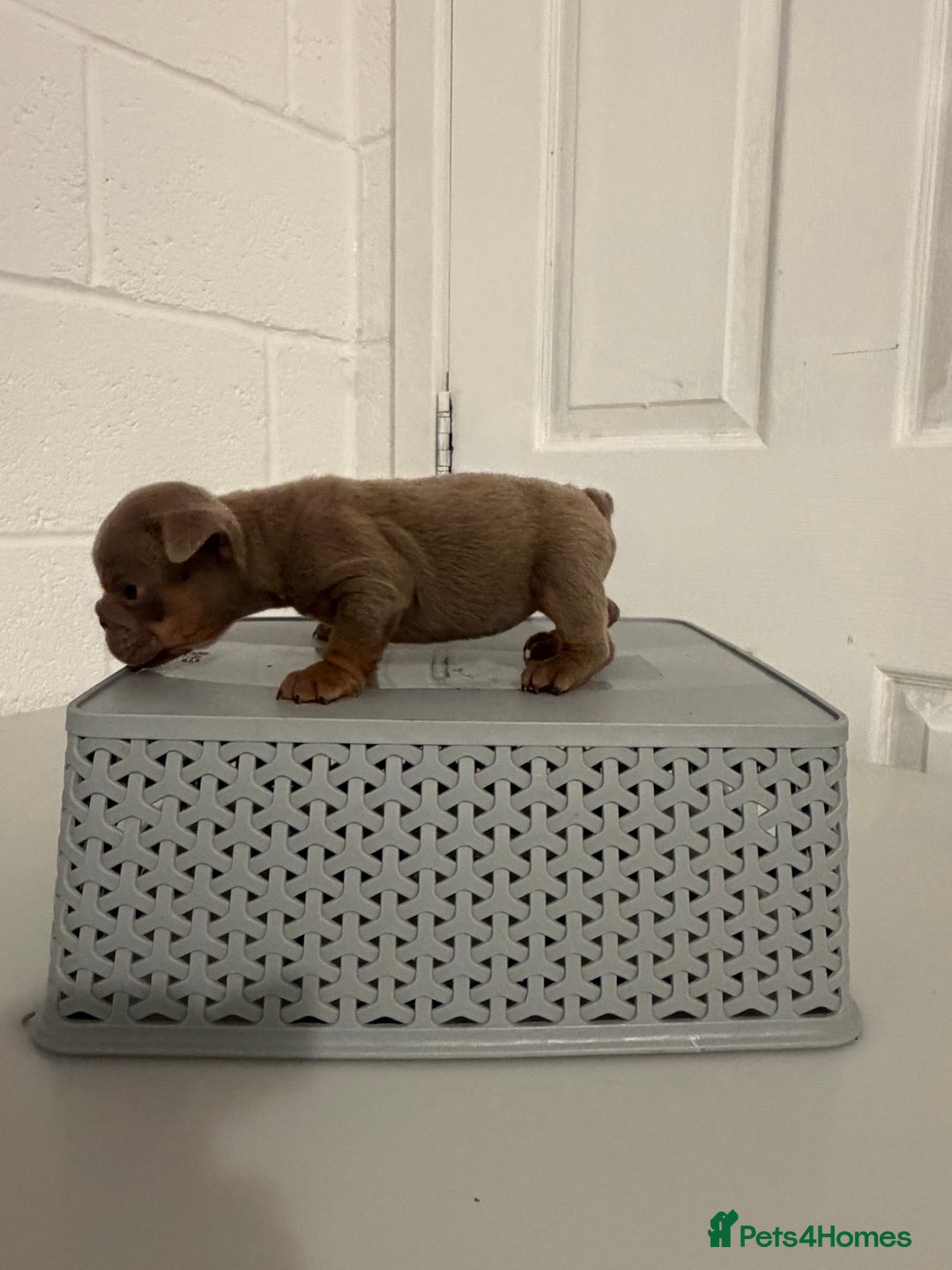 English Bulldog dogs for sale: A LITTER NOT TO BE MISSED 🔥 - Advert 17