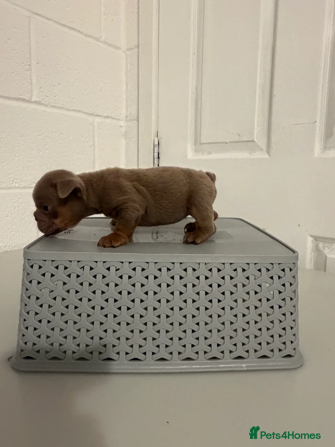 English Bulldog dogs for sale: 1 stunning female left 🔥🔥🔥 - Advert 17