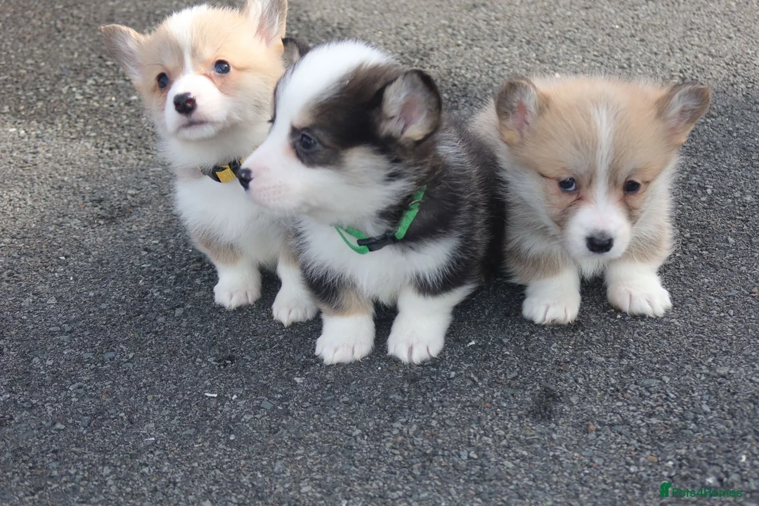Welsh Corgi Pembroke dogs for sale: 2 girls/1 boy available! Kc Pembroke corgi puppies - Advert 3