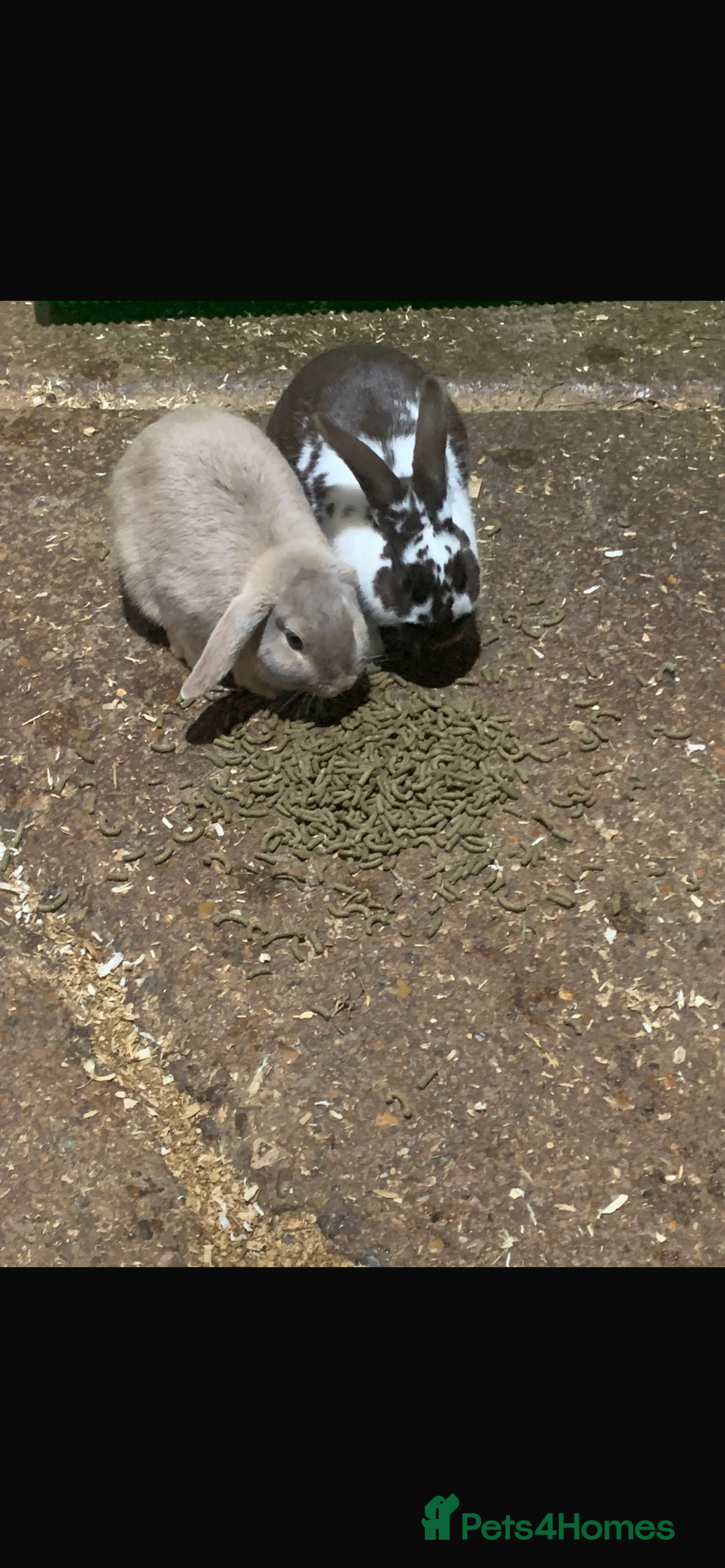 English Lop rabbits for sale: Rabbits  - Image 2