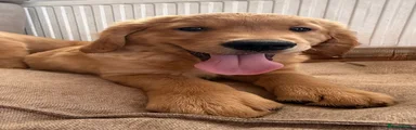 Golden Retriever 2