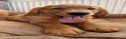 Golden Retriever dogs for sale: Ready for their new homes - Advert 4