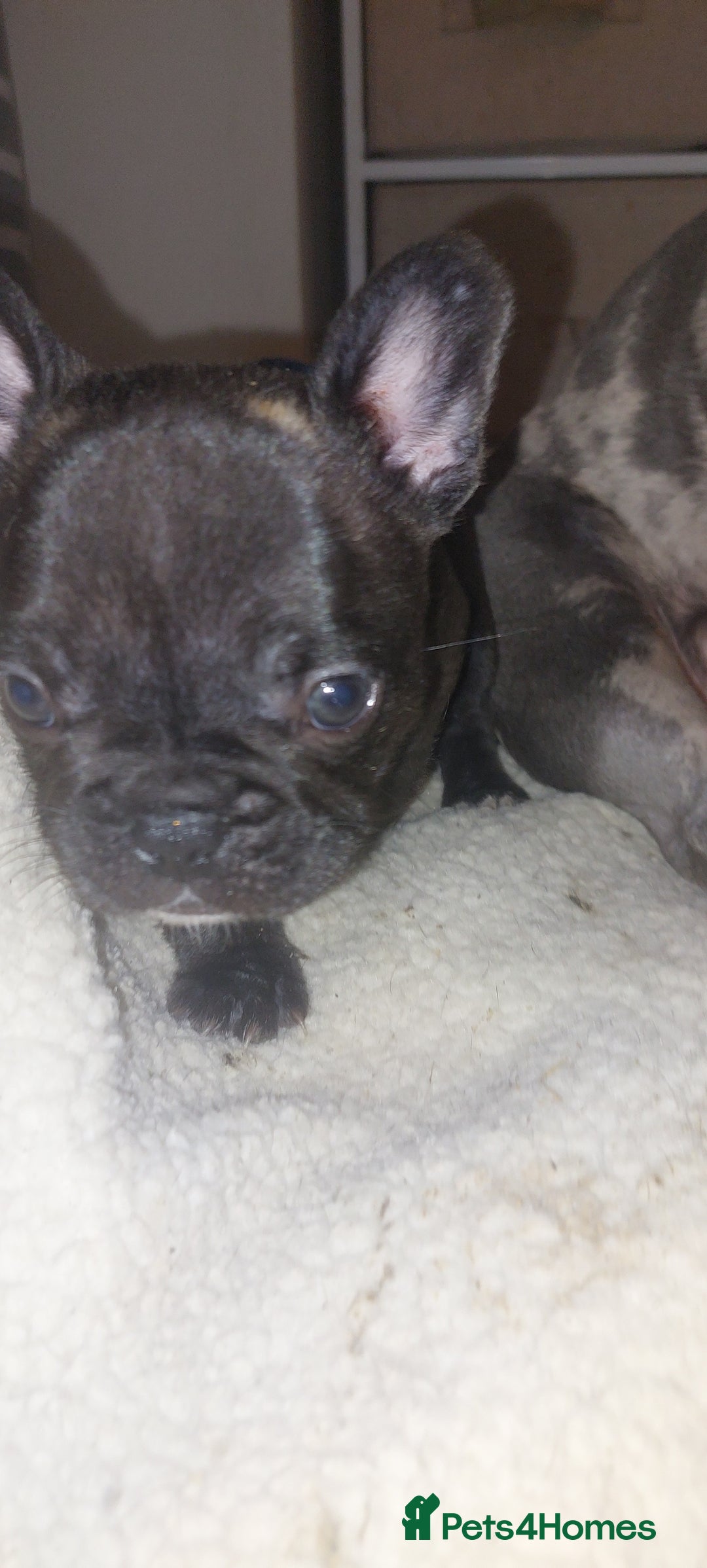 French Bulldog dogs for sale: 2 female french bulldog puppies merle  - Advert 5