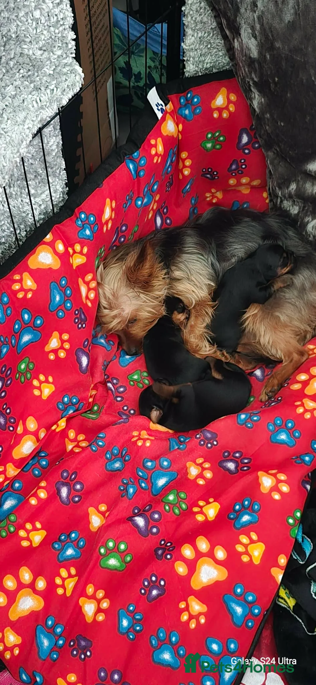 Yorkshire Terrier dogs for sale: Beautiful Yorkshire terrier puppies  in Manchester - Advert 14