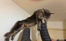 Maine Coon cats for sale: Big  Maine coon male cats - Image 11