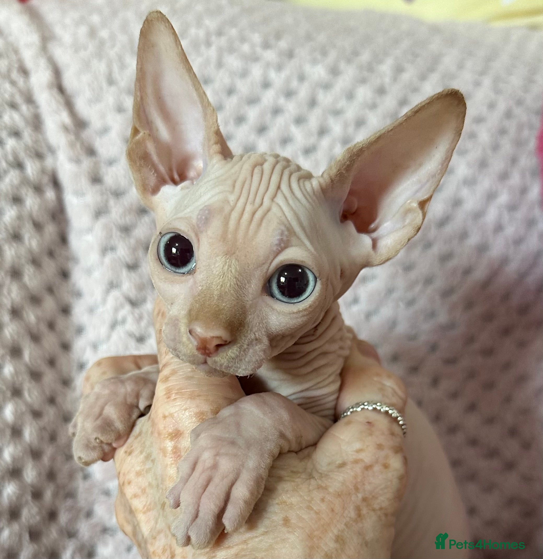 Sphynx cats Canadian sphynx kittens  - Advert 5