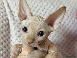 Sphynx cats Canadian sphynx kittens - Advert 5