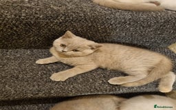 British Shorthair cats for sale: 💜GCCF Kittens Ready for Their Forever Homes!💜 - Image 18
