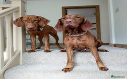 Hungarian Vizsla dogs for sale: Hungarian Vizsla Puppies due mid Dec - Advert 4