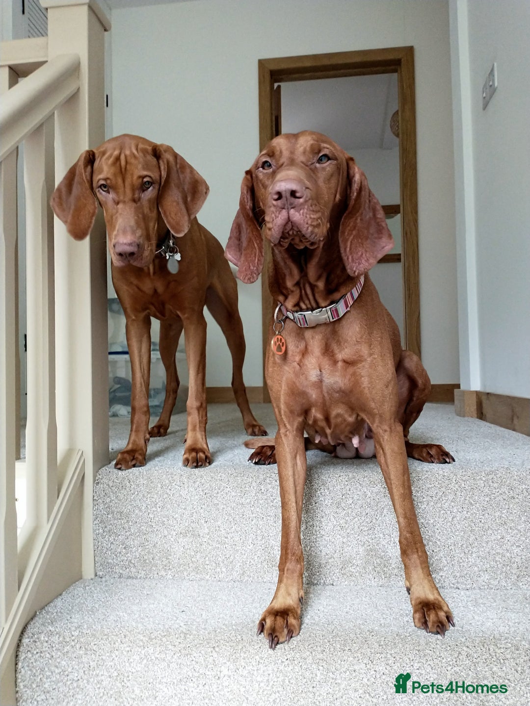 Hungarian Vizsla dogs for sale: Hungarian Vizsla Puppies due mid Dec - Advert 4