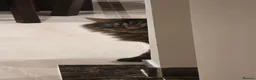 British Longhair cats for sale: Brother and sister rehomed urgently - Advert 5
