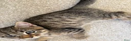 Mixed Breed cats for sale: 4 gorgeous striped black / grey tabby kittens - Advert 8