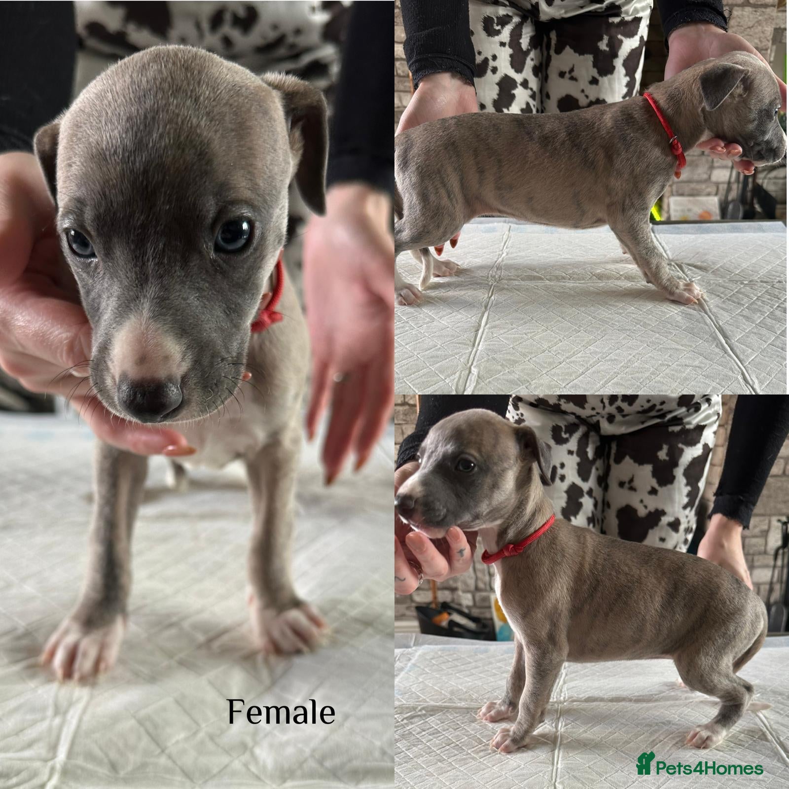 Whippet dogs Stunning kc reg whippet pups champion bloodlines - Advert 2