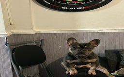 French Bulldog dogs for sale: Rocky looking for forever home. - Image 2