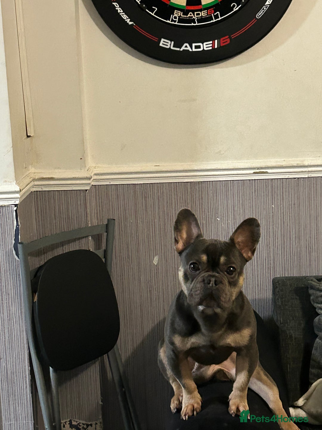 French Bulldog dogs for sale: Rocky looking for forever home. - Image 2