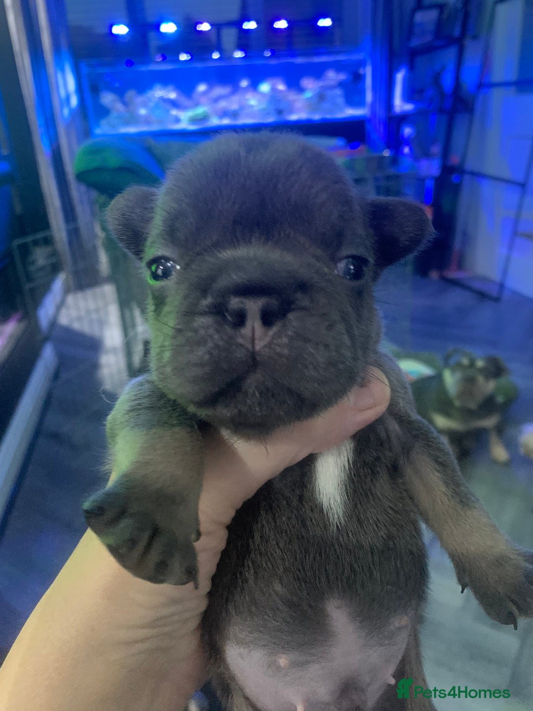 French Bulldog dogs for sale:  French Bulldog beautiful litter of boys and girls - Image 7