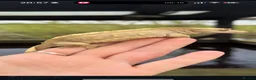 Gecko reptiles for sale: Female Cresties, laying duds in Taunton - Advert 6