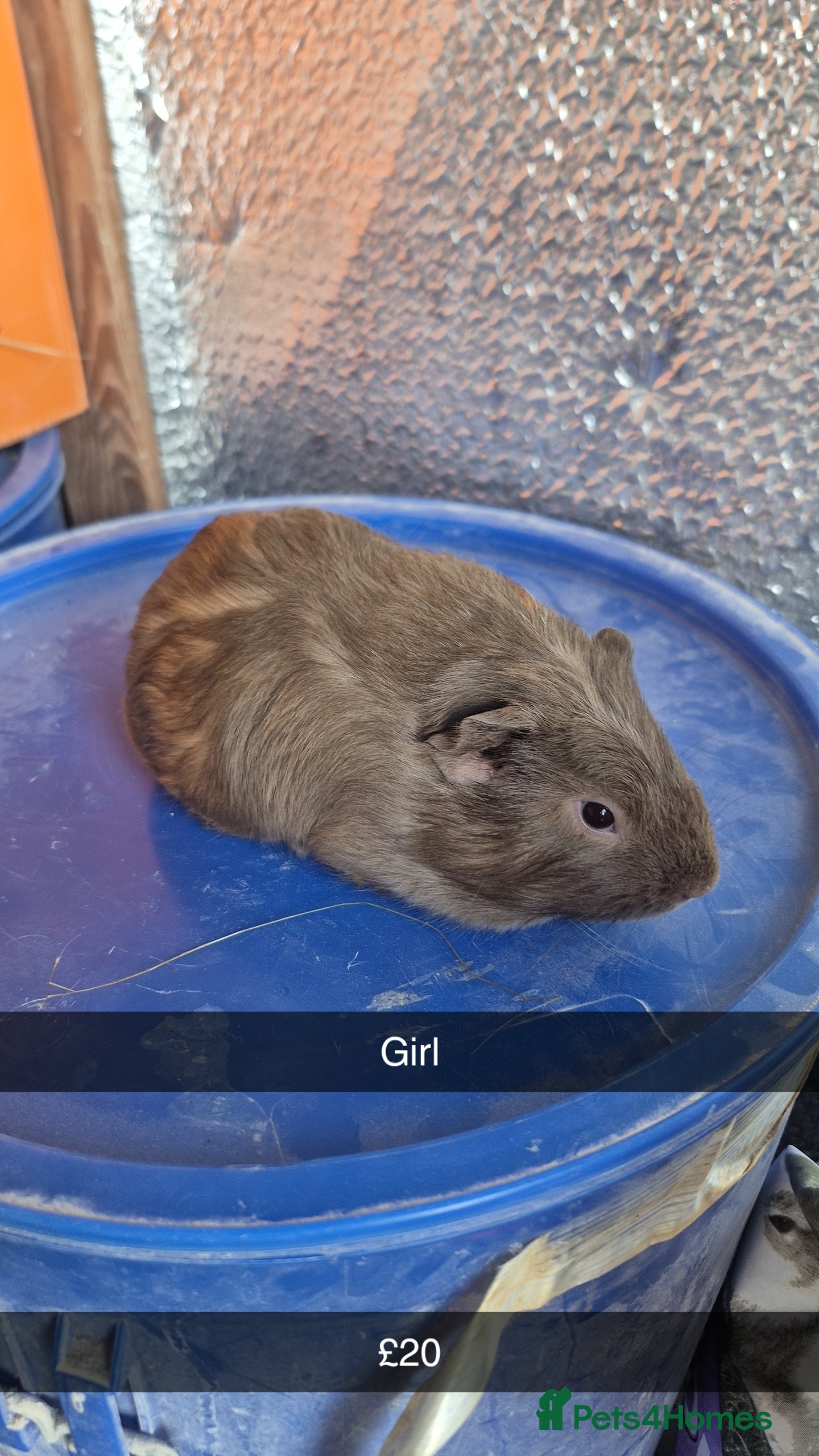 Guinea Pig rodents Baby Guniea Pigs  - Advert 5