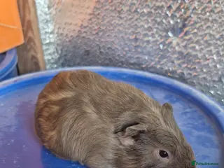 Guinea Pig rodents Baby Guniea Pigs - Advert 5