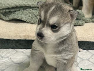 Siberian Husky dogs 2 beautiful puppy’s - Advert 3