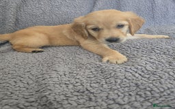 Golden Retriever dogs for sale: Kc Golden Retriever puppies for sale  - Image 24