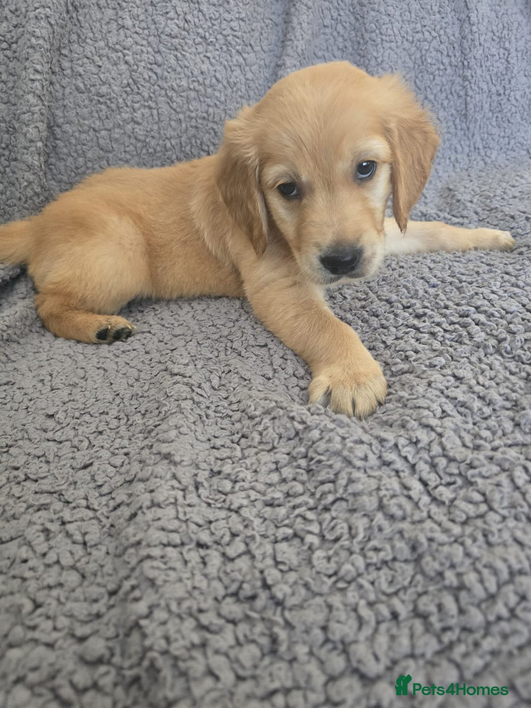Golden Retriever dogs for sale: Kc Golden Retriever puppies for sale  - Image 24