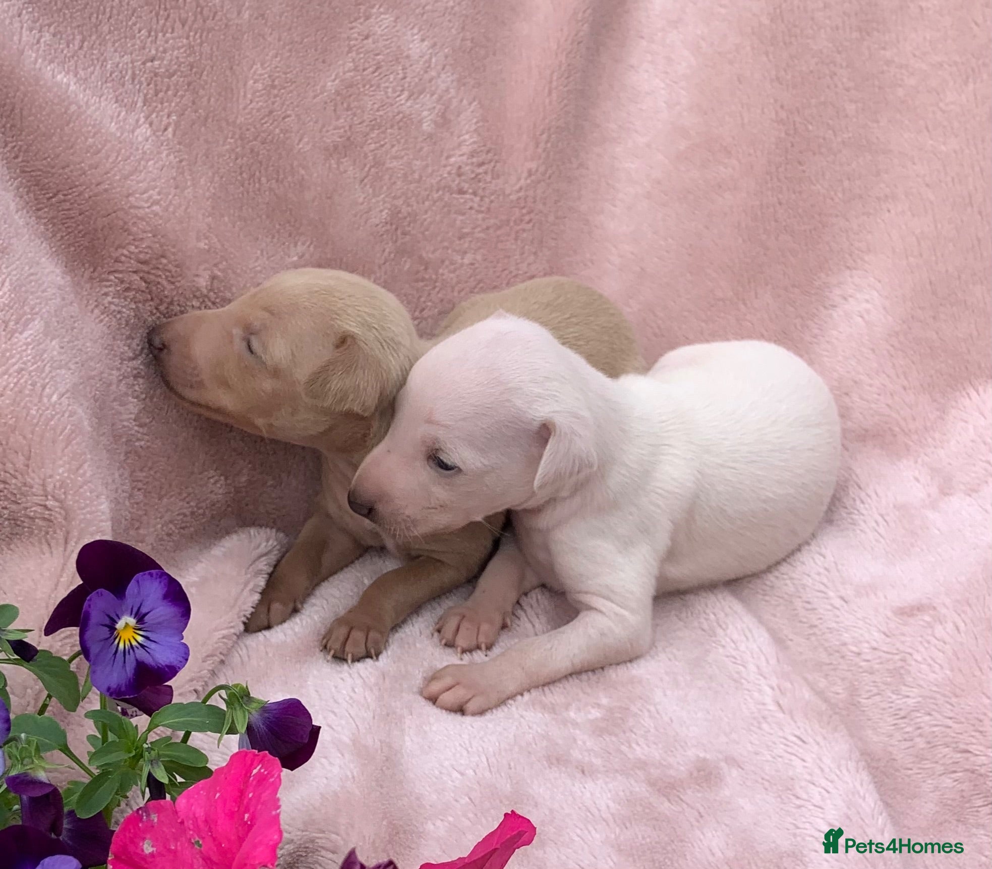 Italian Greyhound dogs KC Italian greyhound puppies East. Europ lineage - Advert 15