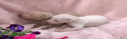 Italian Greyhound dogs for sale: KC Italian greyhound puppies East. Europ lineage - Advert 13