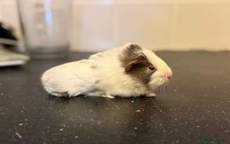 Guinea Pig rodents for sale: Boys and girls  - Image 2