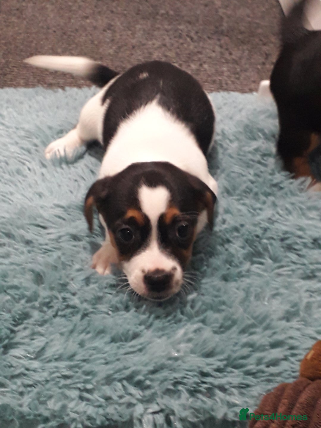 Jack Russell dogs for sale: Stunning jack Russell puppies  - Image 6
