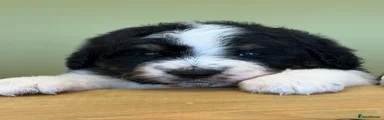 Bernedoodle 2