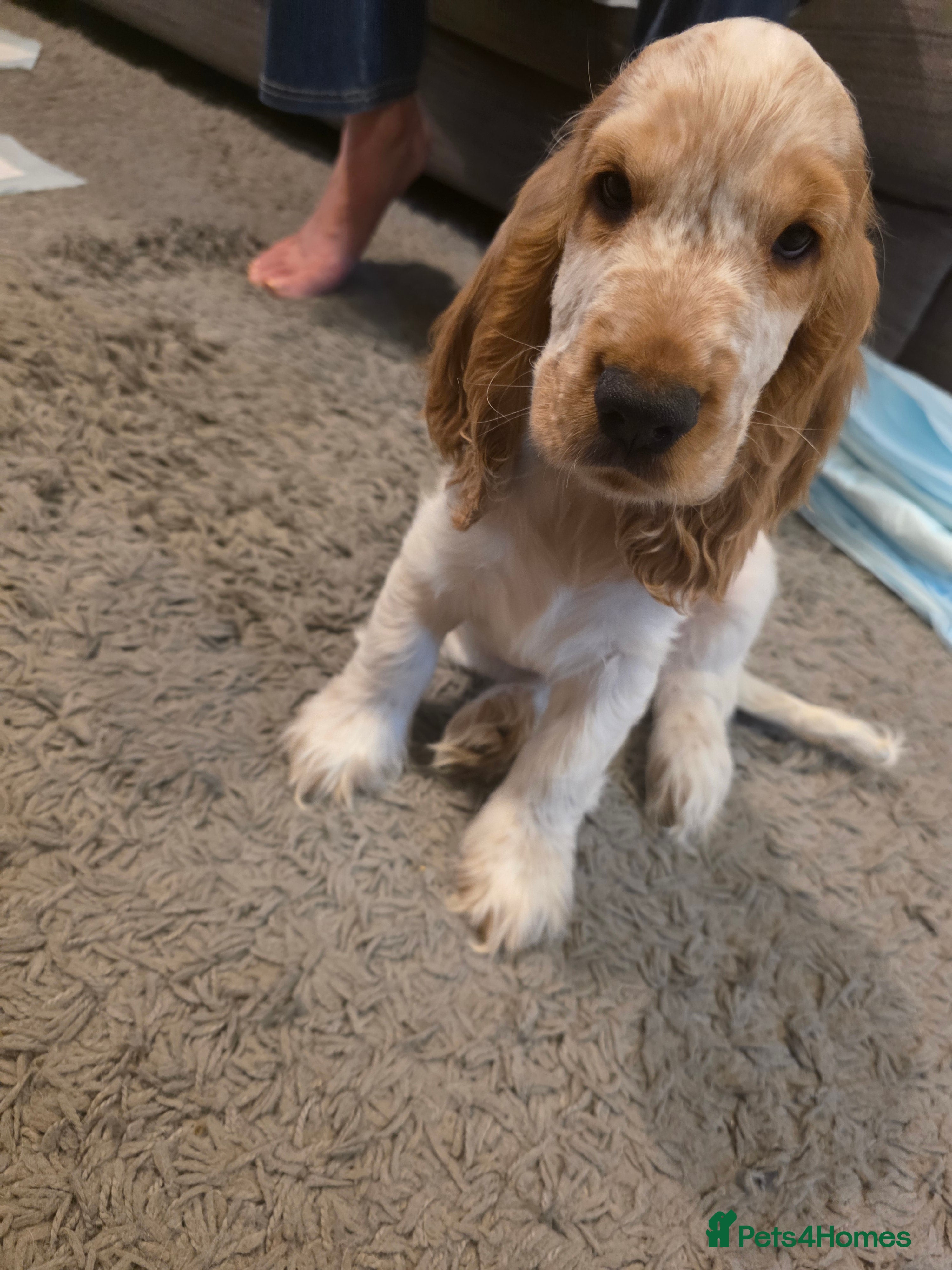 Cocker Spaniel dogs KC Registered Show cocker spaniel - Ready now - Advert 2
