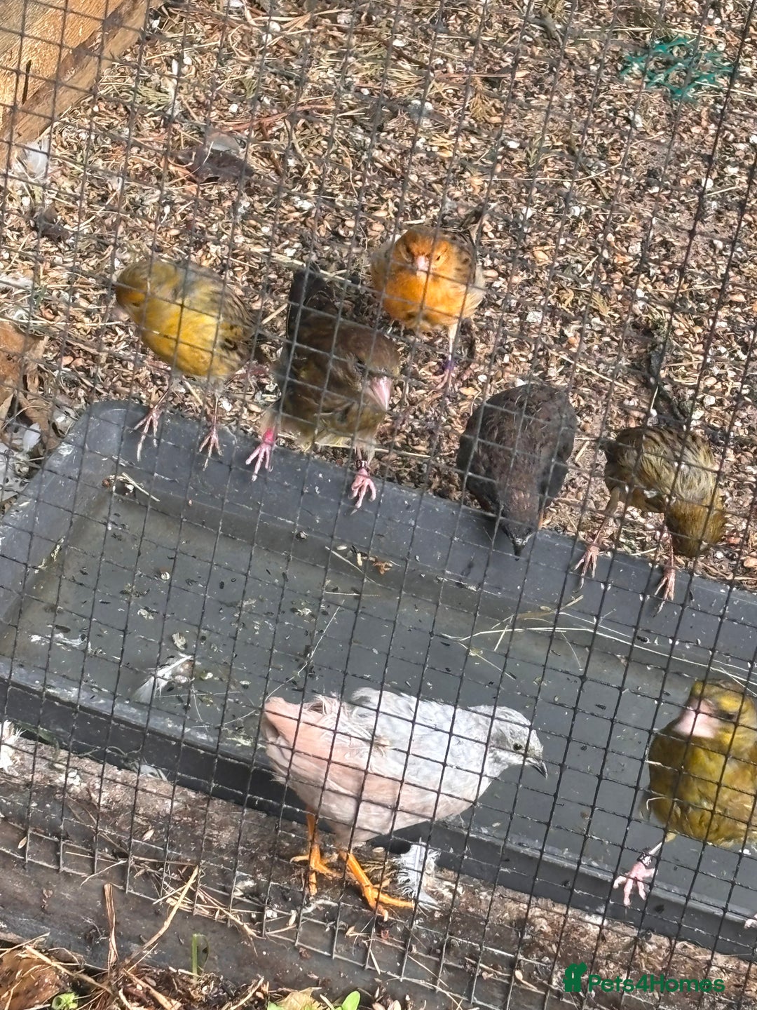 Canaries birds for sale: Canary/goldfinches/greenfinches  - Image 3