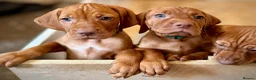 Hungarian Vizsla dogs for sale: * KC Reg Hungarian Vizsla pups 3 Girls* available  - Advert 13