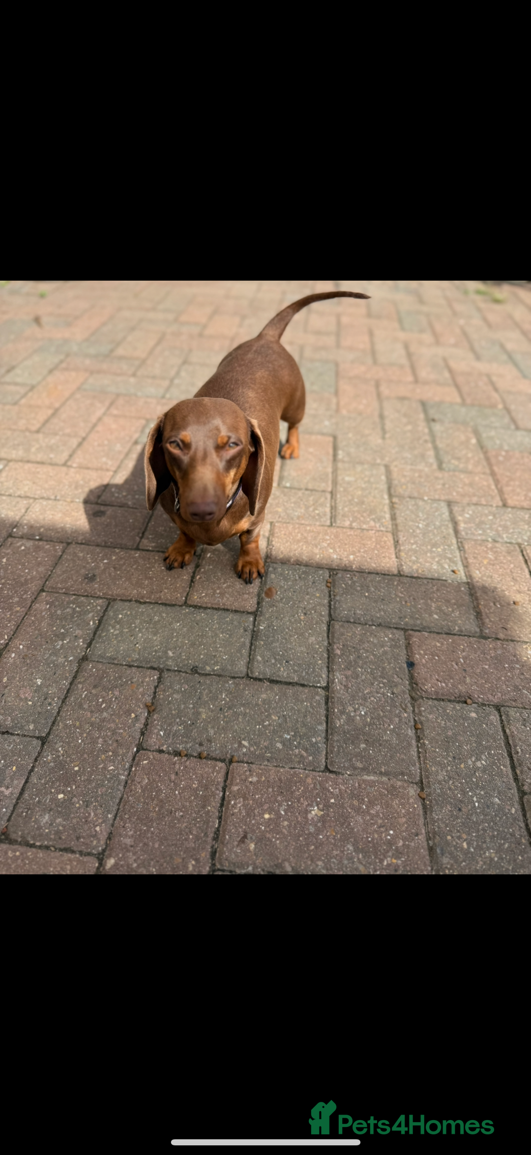 Miniature Dachshund dogs for sale: Smooth coat miniature Dachshund - Advert 1