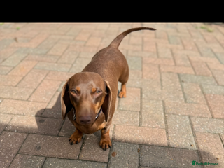 Miniature Dachshund dogs Smooth coat miniature Dachshund - Advert 4