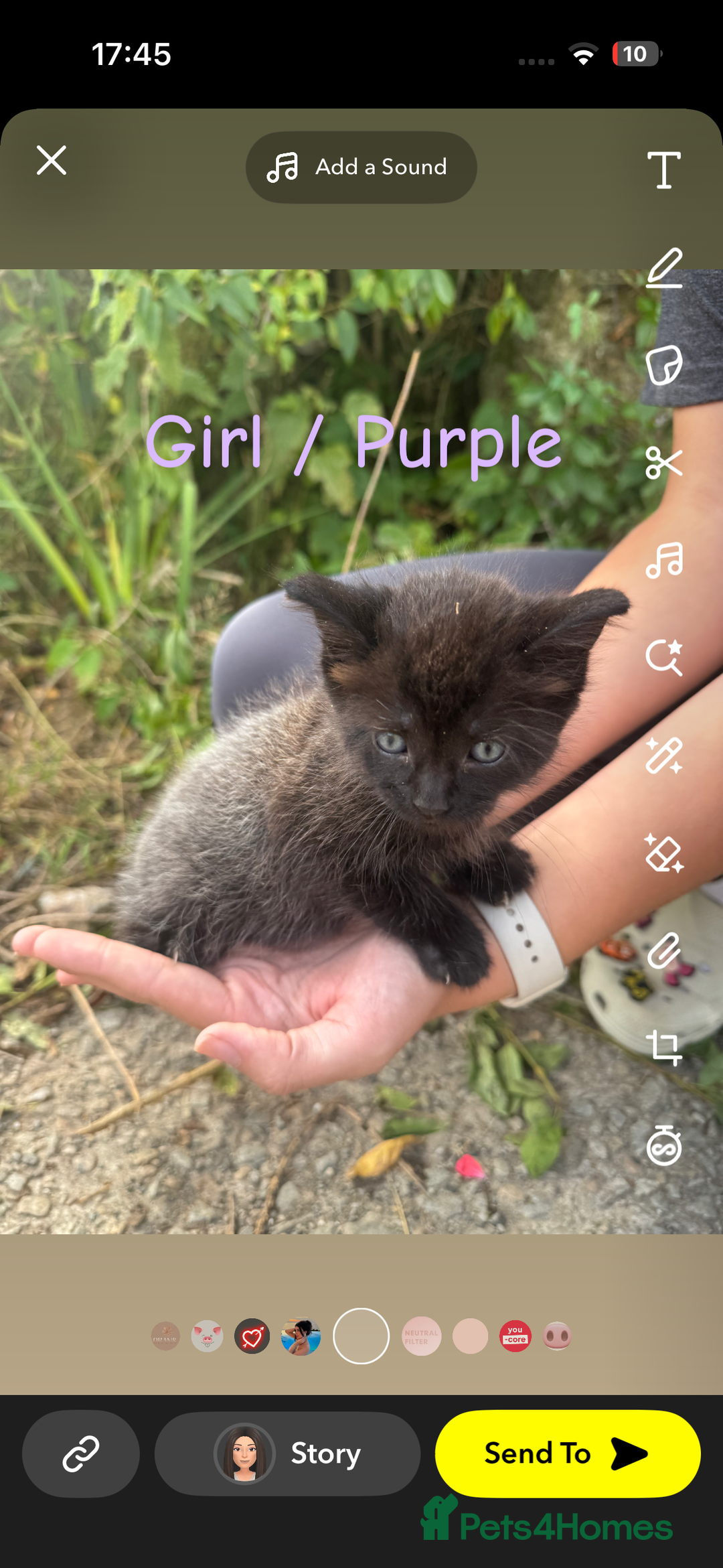 Mixed Breed cats for sale: Kittens mix breed - Image 5