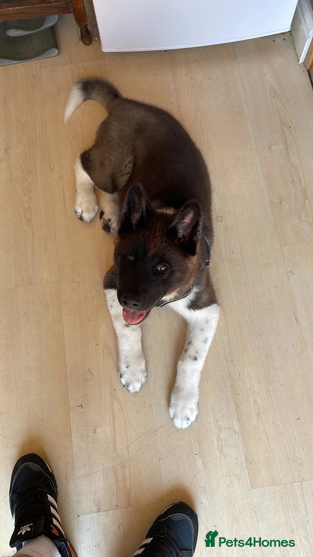 Akita dogs for stud: Looking to breed Bear with another American Akita  - Advert 5