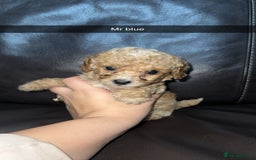 Cockapoo dogs for sale: Miniature cockapoo puppies - Image 17