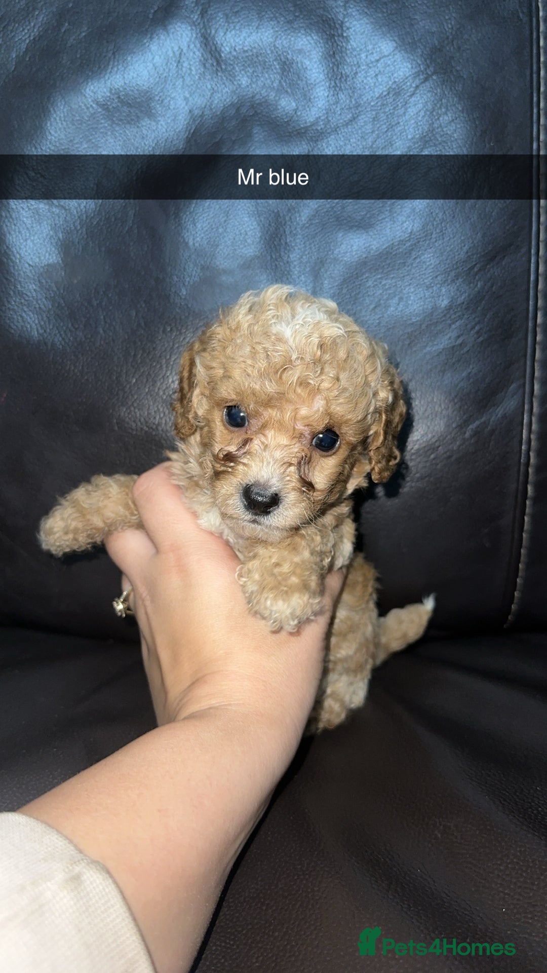 Cockapoo dogs for sale: Miniature cockapoo puppies - Image 17