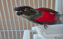 Conures birds for sale: Crimson Red Wing Conure female - Image 3