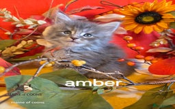Maine Coon cats for sale: Maine coon kittens - Image 34