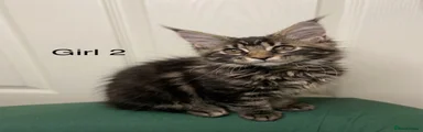 Maine Coon 5